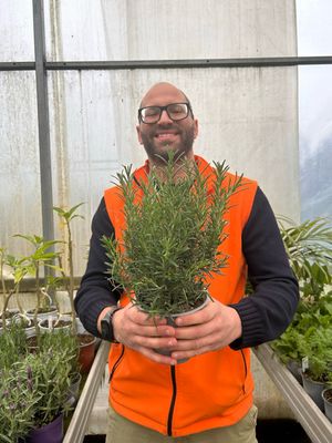 Rosmarino, Rosmarinus officinalis - vaso Ø14 cm Rosmarino, Rosmarinus officinalis - vaso Ø14 cm