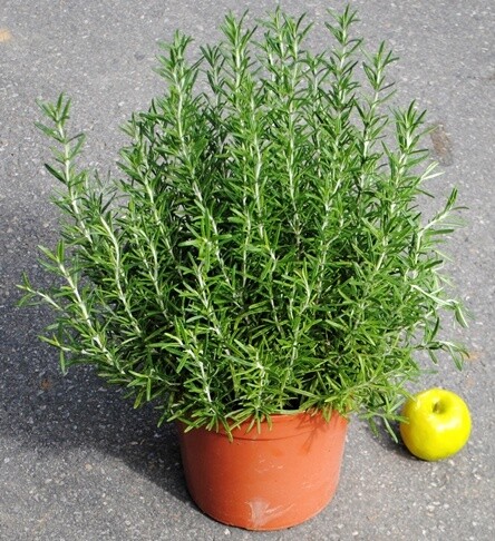 Rosmarino, Rosmarinus officinalis - vaso Ø25 cm