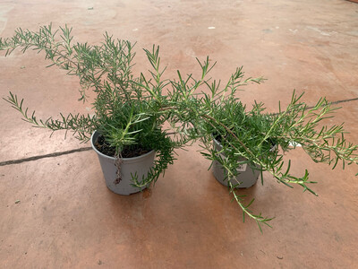 Rosmarino prostrato, Rosmarinus officinalis prostatus - vaso Ø14 cm