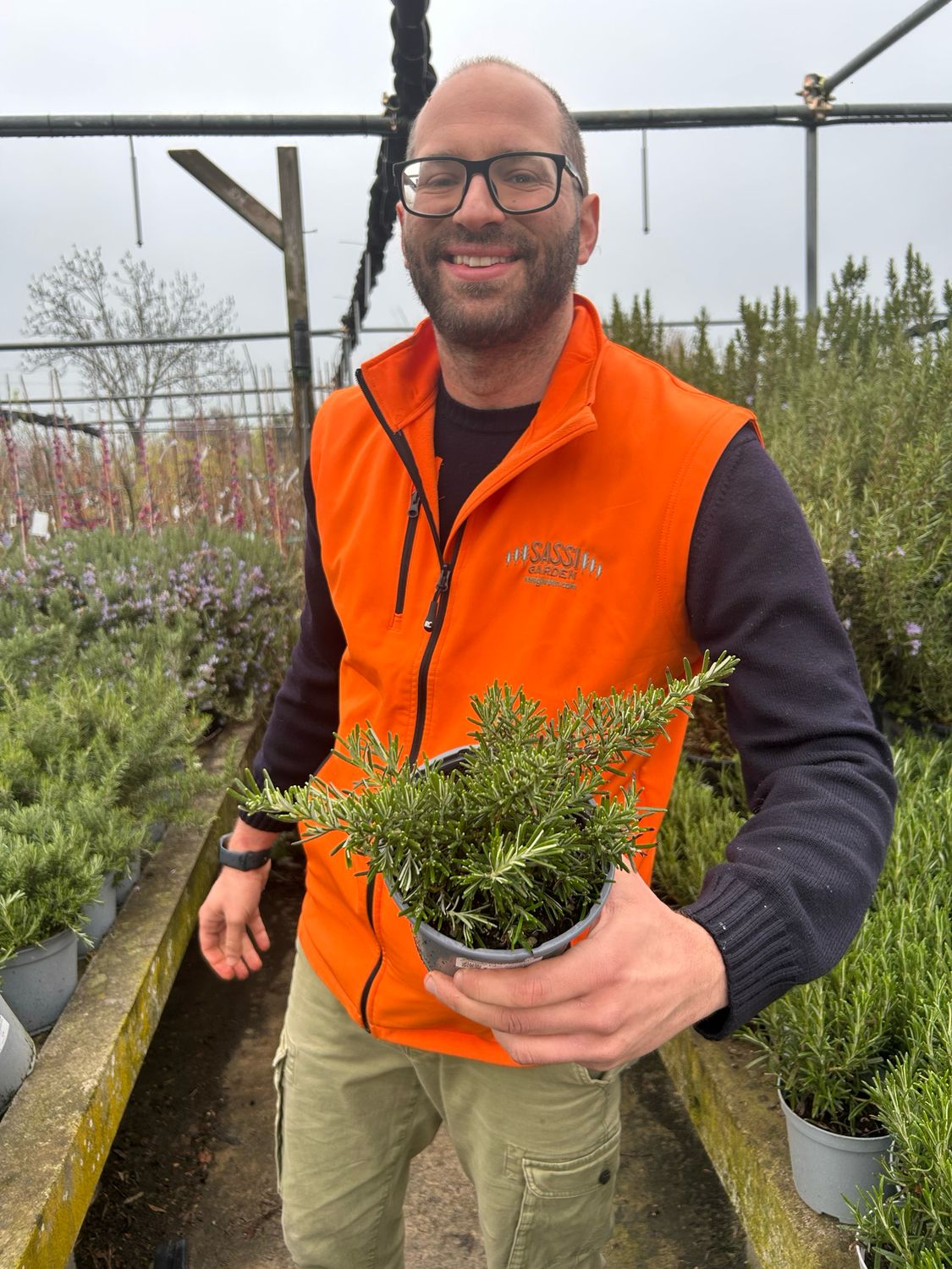 Rosmarino prostrato, Rosmarinus officinalis prostatus - vaso Ø14 cm Rosmarino prostrato, Rosmarinus officinalis prostatus - vaso Ø14 cm