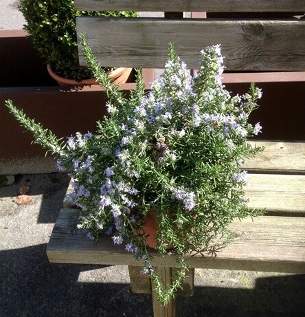 Rosmarino prostrato, Rosmarinus officinalis prostatus - vaso Ø24 cm Rosmarino prostrato, Rosmarinus officinalis prostatus - vaso Ø24 cm