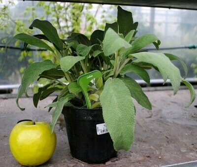 Salvia officinalis longifolia, Salvia a foglie lunghe - vaso Ø14 cm
