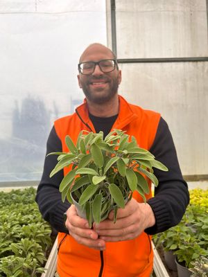 Salvia officinalis longifolia, Salvia a foglie lunghe - vaso Ø14 cm