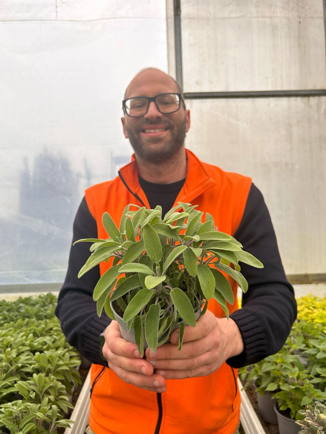 Salvia officinalis longifolia, Salvia a foglie lunghe - vaso Ø14 cm