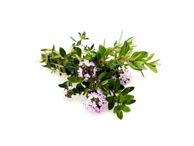 Santoreggia montana, Satureja montana - vaso Ø14 cm