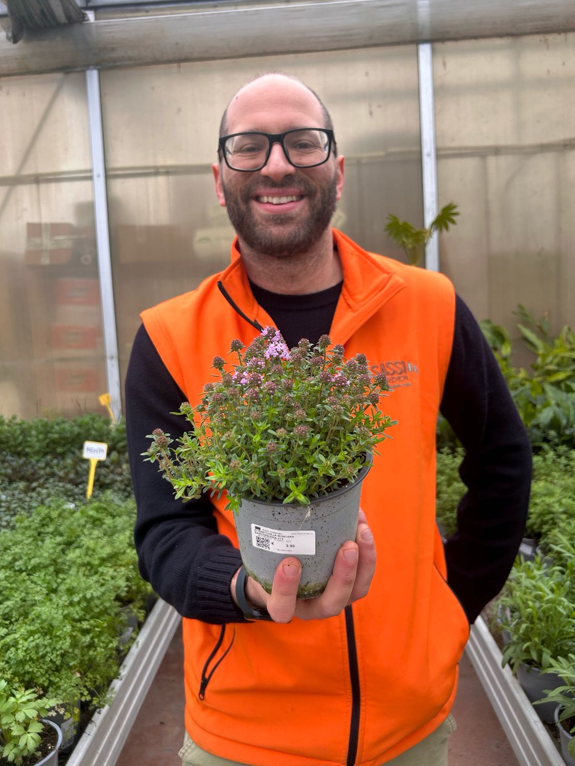 Santoreggia montana, Satureja montana - vaso Ø14 cm Santoreggia montana, Satureja montana - vaso Ø14 cm