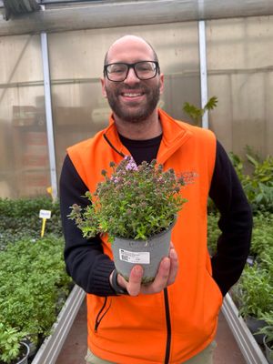 Santoreggia montana, Satureja montana - vaso Ø14 cm