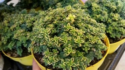 Timo Anderson gold, Timo variegato aureo, Timo limone, Thymus x citriodorus “Anderson gold” - vaso Ø14 cm