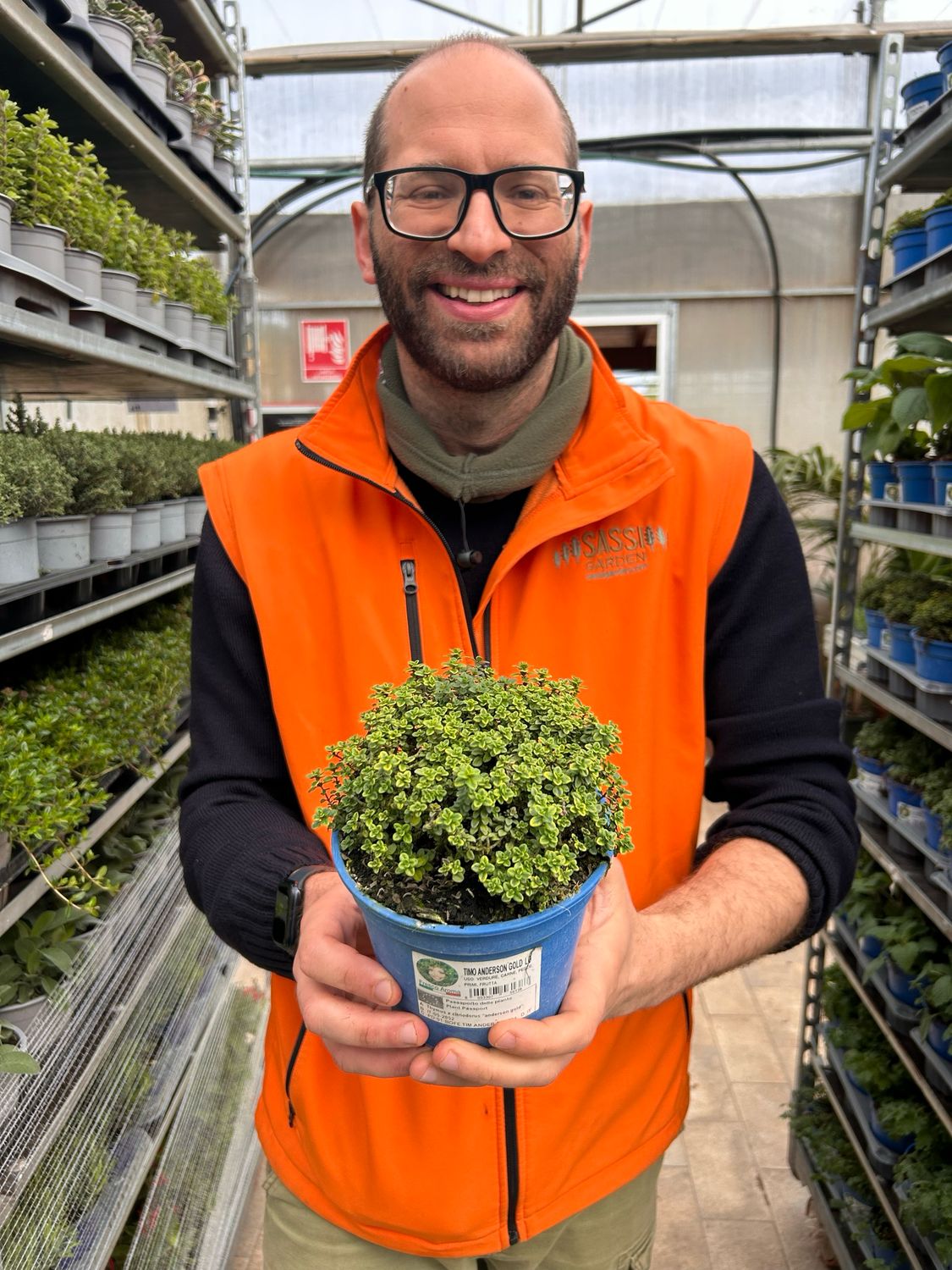 Timo Anderson  gold, Timo variegato aureo, Timo limone, Thymus x citriodorus “Anderson gold” - vaso Ø14 cm