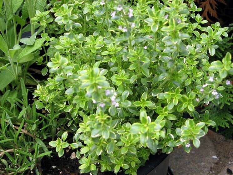Timo limone, Thymus x citriodorus “Lemon” - vaso Ø14 cm
