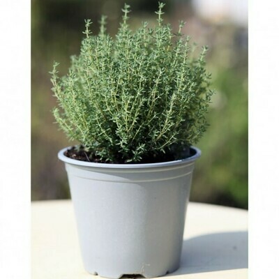 Timo Nytidus, Thymus vulgaris - vaso Ø14 cm