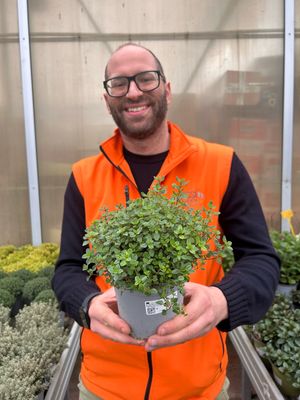 Timo serpentillo, Timo serpillo, Thymus serpyllum - vaso Ø14 cm Timo serpentillo, Timo serpillo, Thymus serpyllum - vaso Ø14 cm