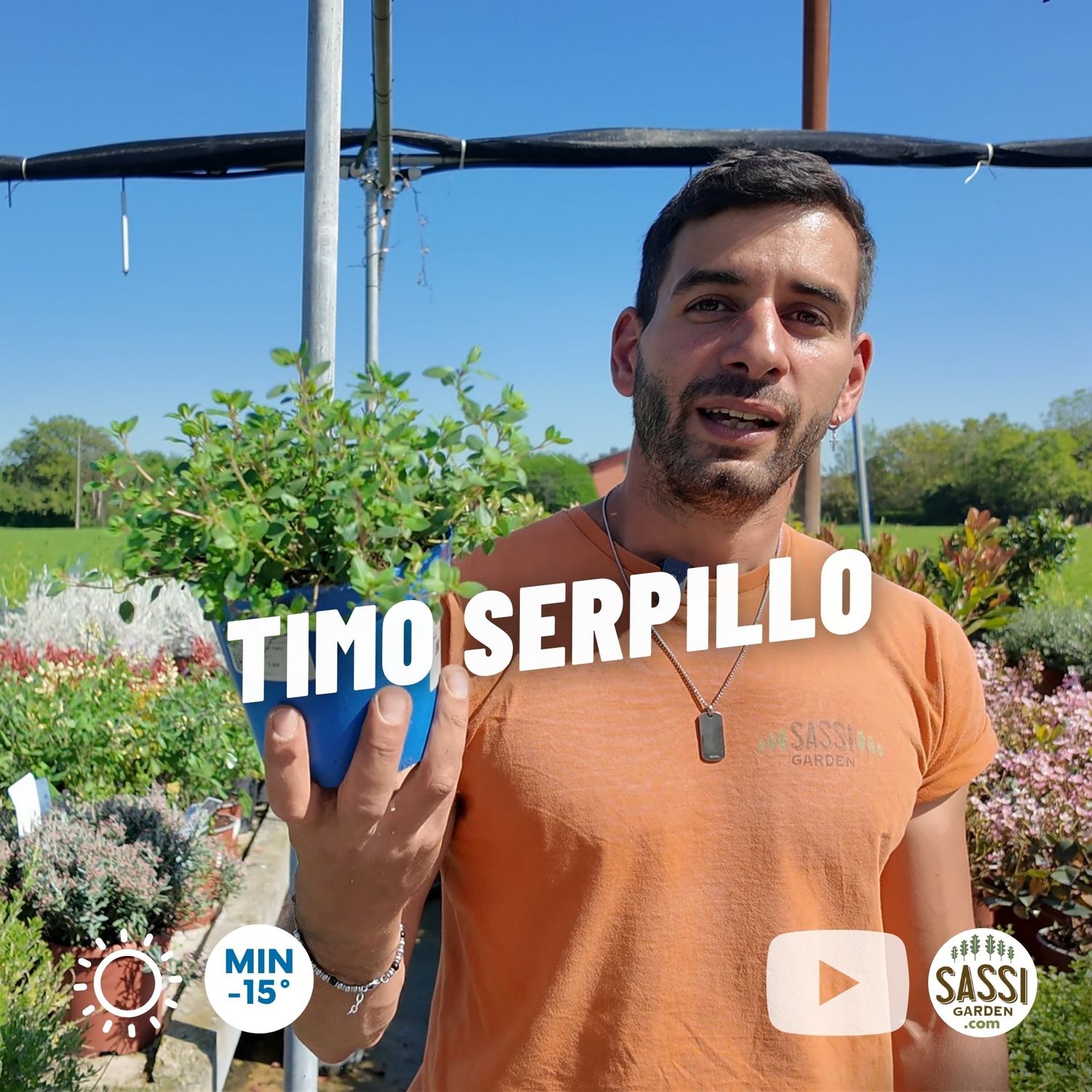 Timo serpillo, serpentillo, Thymus serpyllum - vaso Ø14 cm