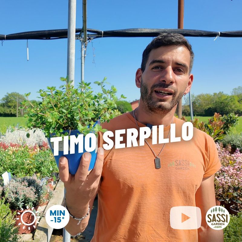 Timo serpillo, serpentillo, Thymus serpyllum - vaso Ø14 cm