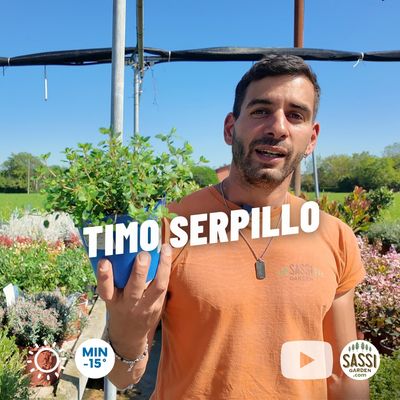 Timo serpillo, serpentillo, Thymus serpyllum - vaso Ø14 cm