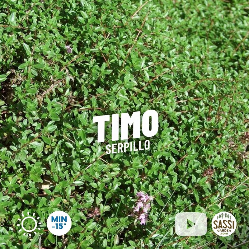Timo serpillo, serpentillo, Thymus serpyllum - vaso Ø14 cm Timo serpillo, serpentillo, Thymus serpyllum - vaso Ø14 cm