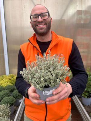 Timo silver queen variegato bianco, Thymus vulgaris 'Silver Queen', Thymus x citriodorus - vaso Ø14 cm Timo silver queen variegato bianco, Thymus vulgaris 'Silver Queen', Thymus x citriodorus - vaso Ø14 cm