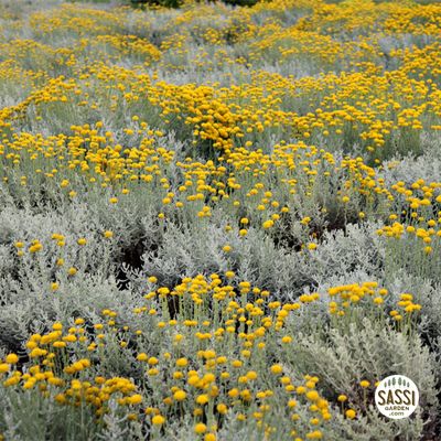 Helichrysum italicum, Elicrisio - vaso Ø14 cm