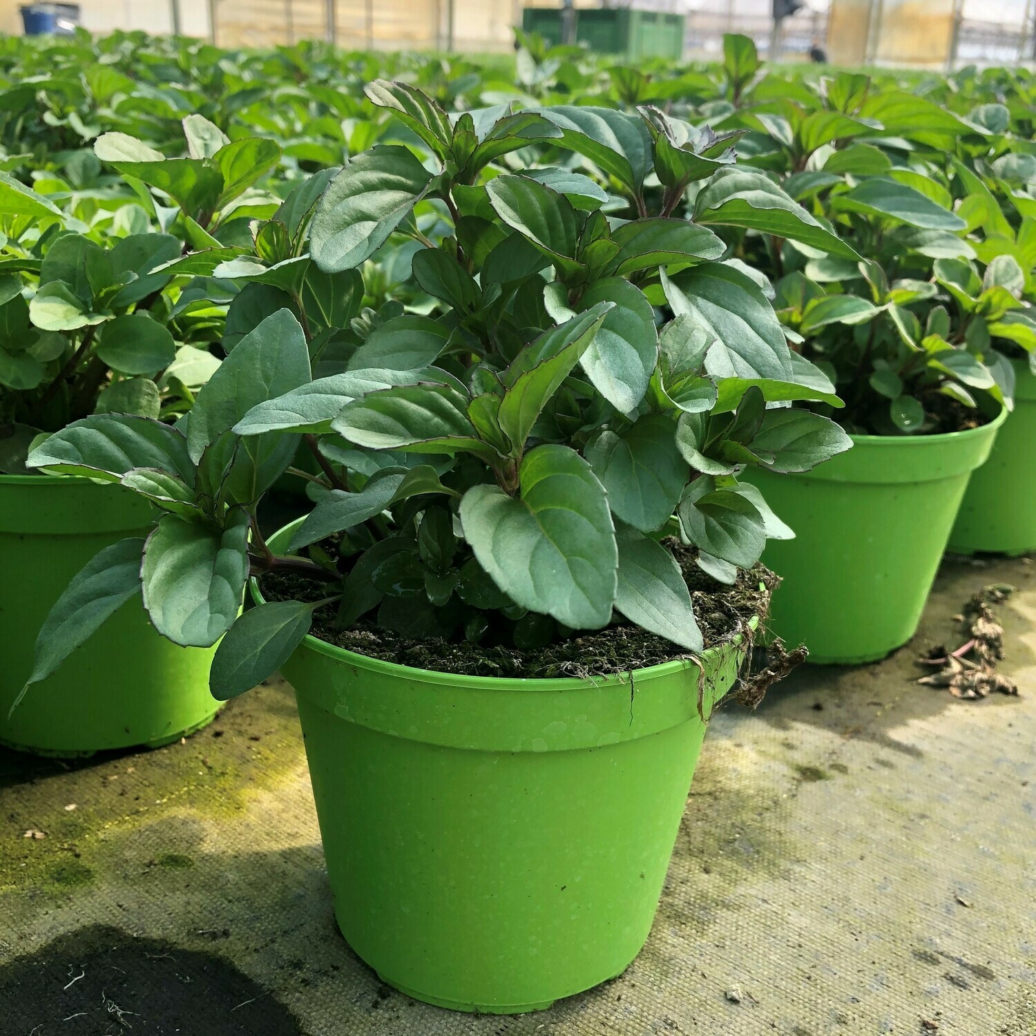 Menta bergamotto, Mentha × piperita f. citrata 'Bergamot'- vaso Ø14 cm Menta bergamotto, Mentha × piperita f. citrata 'Bergamot'- vaso Ø14 cm
