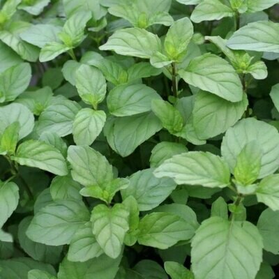 Menta bergamotto, Mentha × piperita f. citrata 'Bergamot'- vaso Ø14 cm