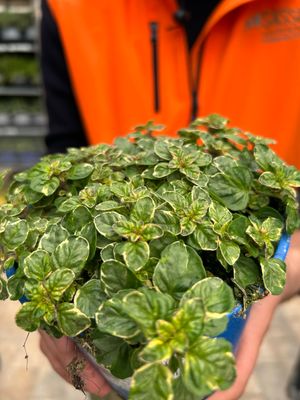 Origano variegato, Origanum variegatum - vaso Ø14 cm Origano variegato, Origanum variegatum - vaso Ø14 cm