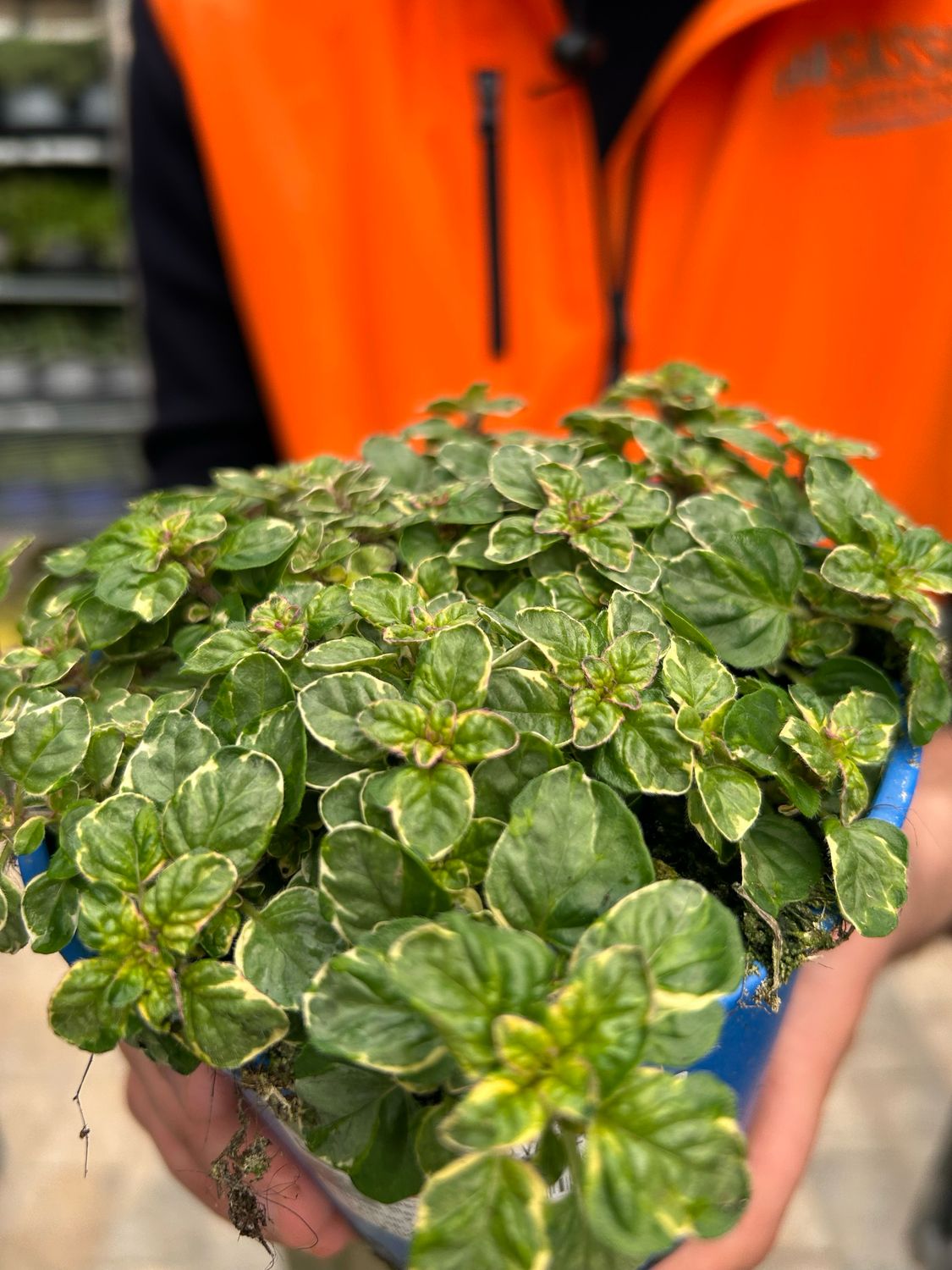 Origano variegato, Origanum variegatum - vaso Ø14 cm Origano variegato, Origanum variegatum - vaso Ø14 cm