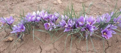 Zafferano, Crocus sativus - vaso Ø14 cm