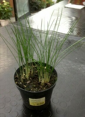 Zafferano, Crocus sativus - vaso Ø14 cm