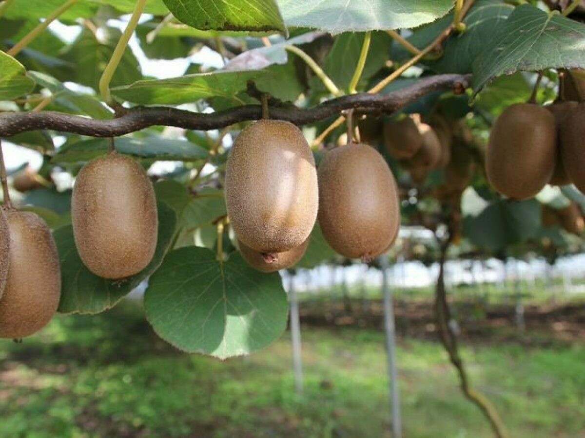 Kiwi Actinidia deliciosa Hayward FEMMINA - vaso 17 cm, h 130 cm Kiwi Actinidia deliciosa Hayward FEMMINA - vaso 17 cm, h 130 cm