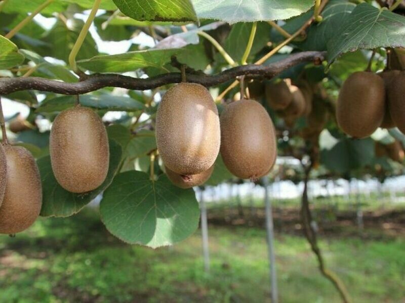 Kiwi Actinidia deliciosa Hayward FEMMINA - vaso 17 cm, h 130 cm Kiwi Actinidia deliciosa Hayward FEMMINA - vaso 17 cm, h 130 cm