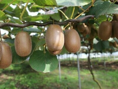 Kiwi Actinidia deliciosa Hayward FEMMINA - vaso 17 cm, h 130 cm Kiwi Actinidia deliciosa Hayward FEMMINA - vaso 17 cm, h 130 cm