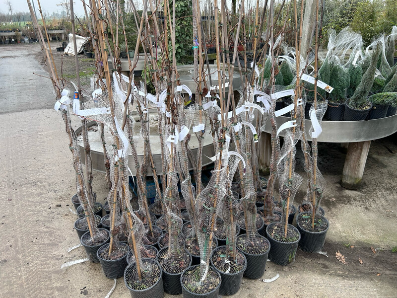 Kiwi Actinidia deliciosa Hayward FEMMINA - vaso 17 cm, h 130 cm
