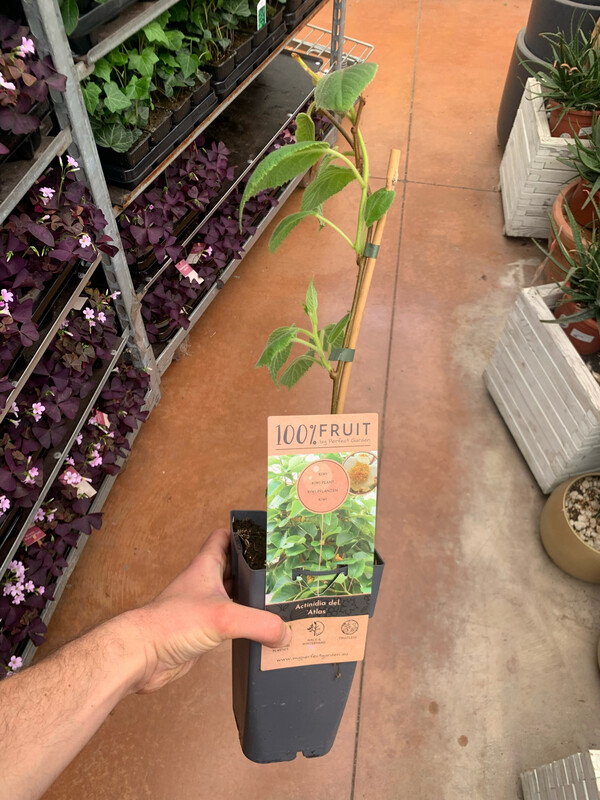 Kiwi Actinidia deliciosa chinensis 'Atlas' MASCHIO impollinatore - vaso Ø12 cm quadro . h 60 cm