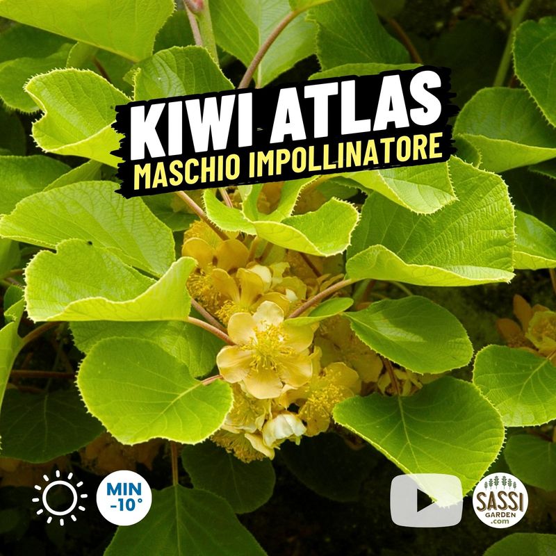 Kiwi Actinidia deliciosa chinensis 'Atlas' MASCHIO impollinatore - vaso Ø12 cm quadro . h 60 cm