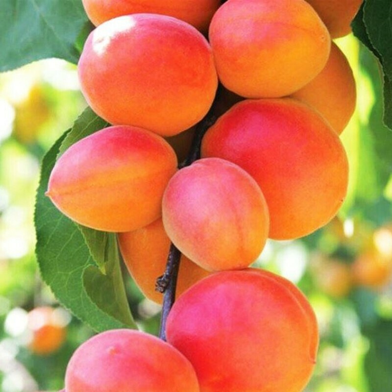 Albicocco Cafona, Prunus armeniaca 'Cafona' - vaso Ø25 cm