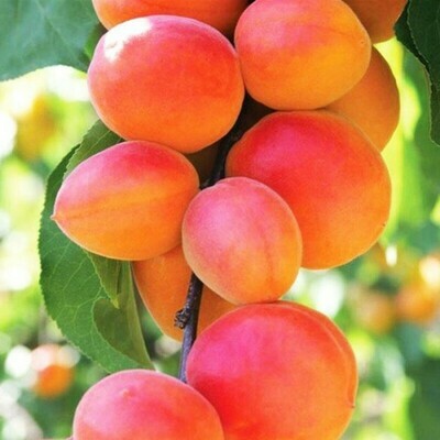 Albicocco Cafona, Prunus armeniaca 'Cafona' - vaso Ø25 cm