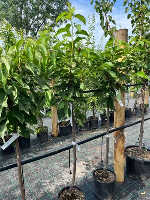 Ciliegio 'Bigarreau Burlat', Prunus avium 'Bigarreau Burlat' - vaso Ø25 cm