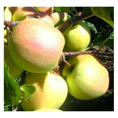 Melo Golden Delicius, Malus domestica, Mela - vaso Ø24 cm
