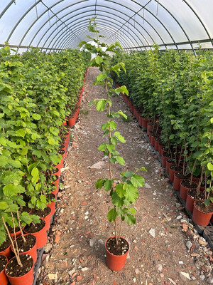Corylus avellana, Nocciolo/Nocciola Selvatica - vaso 3 litri H 140cm