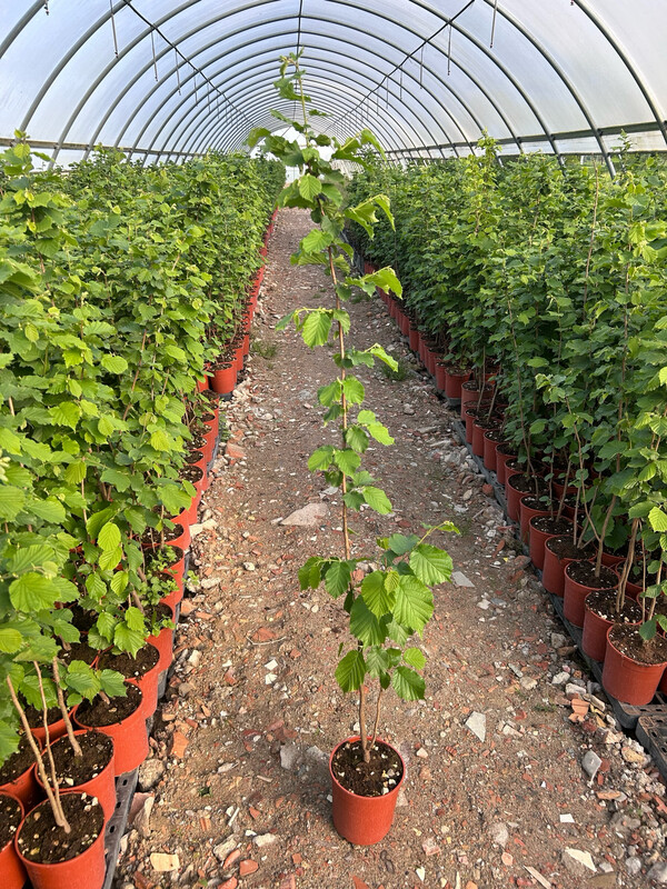 Corylus avellana, Nocciolo/Nocciola Selvatica - vaso 3 litri H 140cm