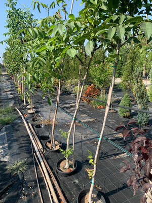 Juglans regia, Noce comune - vaso Ø 27 cm
