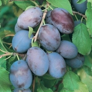Susino California Blue - Prunus domestica - vaso Ø25 cm Susino California Blue - Prunus domestica - vaso Ø25 cm