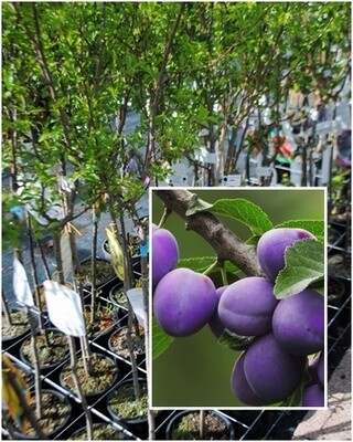 Susino Regina Claudia violetta, Prunus domestica - vaso Ø24 cm