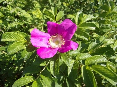 Rosa rugosa 'Rubra' - vaso Ø18 cm Rosa rugosa 'Rubra' - vaso Ø18 cm