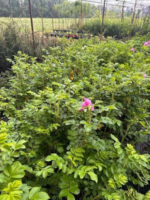 Rosa rugosa 'Rubra' - vaso Ø18 cm