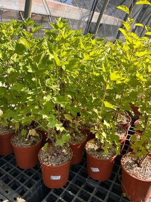 Ribes bianco 'Versaillaise Blanche' - Ribes rubrum 'Versaillaise Blanche' - Vaso 3 litri