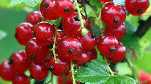 Ribes Rosso, Ribes rubrum 'Jonkheer van Tets' - vaso Ø19 cm h 130