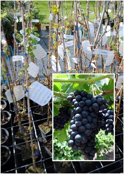 Vite da tavola Alfonso La Valle' Alphonse Lavallee -Vitis vinifera 'Alfonso La Valle' - uva-VP.20 Vite da tavola Alfonso La Valle' Alphonse Lavallee -Vitis vinifera 'Alfonso La Valle' - uva-VP.20