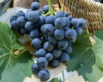 Vite da tavola Alfonso La Valle' Alphonse Lavallee -Vitis vinifera 'Alfonso La Valle' - uva- Vaso 12 alto