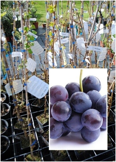 Vite da tavola Fragola nera-Vitis vinifera 'Fragola'-uva- VP.17 Vite da tavola Fragola nera-Vitis vinifera 'Fragola'-uva- VP.17
